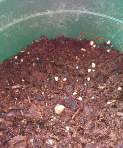 大麦虫粪便养花