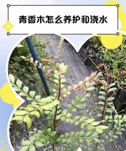 清香木如何养花