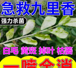 家庭养花用生根粉