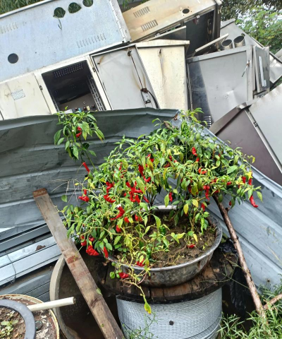 篱笆养花种辣椒