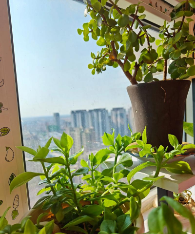 家庭养花用生根粉