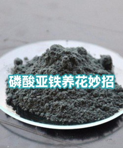 家庭养花用生根粉