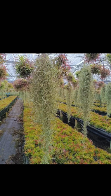 松萝可以养花吗