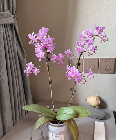 天使姐姐爱养花