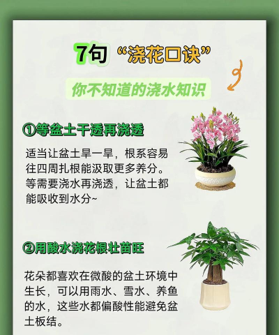 芍药花怎么养，掌握关键要点，花开更鲜艳