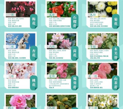 芍药花怎么养，掌握关键要点，花开更鲜艳