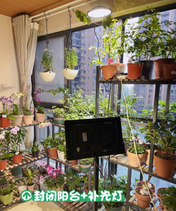 芍药花怎么养，掌握关键要点，花开更鲜艳