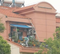 柿树虫病防治，识别常见虫害，掌握有效方法