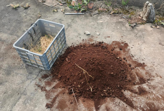 柿树虫病防治，识别常见虫害，掌握有效方法