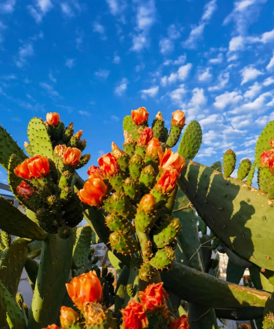 柿树虫病防治，识别常见虫害，掌握有效方法