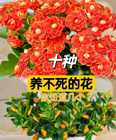 柿树虫病防治，识别常见虫害，掌握有效方法