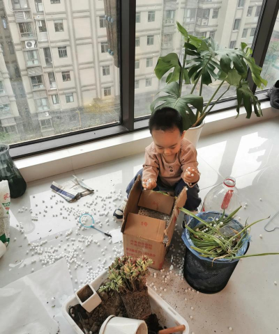 柿树虫病防治，识别常见虫害，掌握有效方法