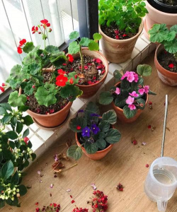 柿树虫病防治，识别常见虫害，掌握有效方法