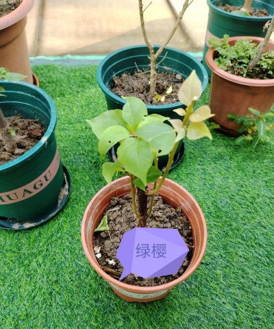 柿树虫病防治，识别常见虫害，掌握有效方法