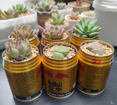 柿树虫病防治，识别常见虫害，掌握有效方法