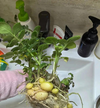 柿树虫病防治，识别常见虫害，掌握有效方法