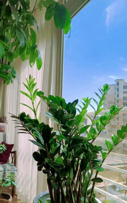 葡萄栽培，掌握关键技术，实现优质丰产