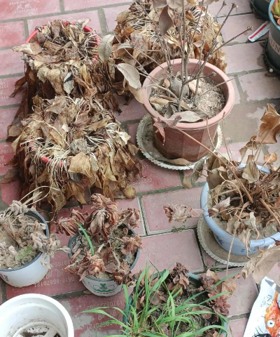 葡萄栽培，掌握关键技术，实现优质丰产