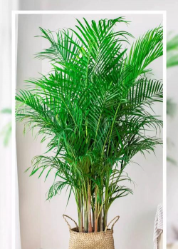 绿化景观设计，提升环境品质，创造宜人空间