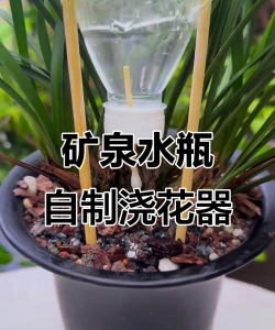 葡萄栽培，掌握关键技术，实现优质丰产