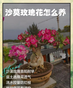 庭院景观绿化设计，打造舒适空间，提升生活品质