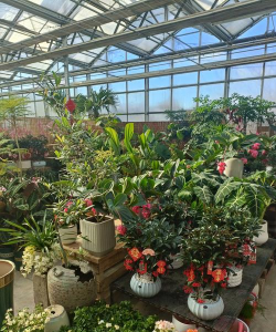 无土栽培技术，突破土壤限制，开启高效种植新篇章