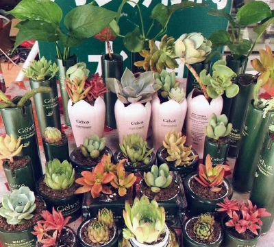 无土栽培技术，突破土壤限制，开启高效种植新篇章