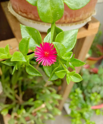 无土栽培技术，突破土壤限制，开启高效种植新篇章