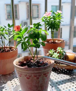 葡萄栽培，掌握关键技术，实现优质丰产