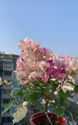 玫瑰花怎么养才不会枯萎，掌握浇水施肥技巧，轻松延长花期