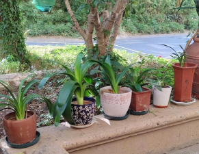 葡萄栽培，掌握关键技术，实现优质丰产