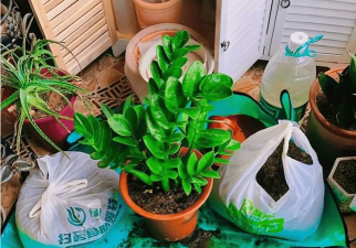 家庭养花用生根粉