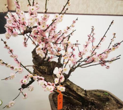 葡萄栽培，掌握关键技术，实现优质丰产