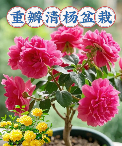 玫瑰花怎么养才不会枯萎，掌握浇水施肥技巧，轻松延长花期