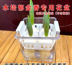 葡萄栽培，掌握关键技术，实现优质丰产