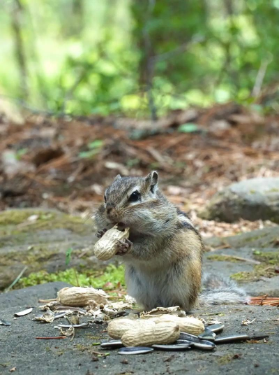 葡萄栽培，掌握关键技术，实现优质丰产