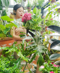 芍药花怎么养，掌握关键要点，花开更鲜艳