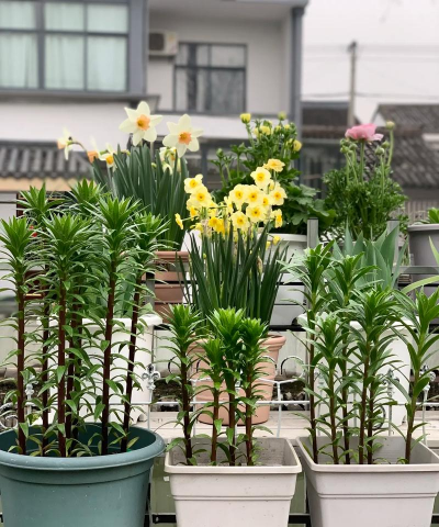 葡萄栽培，掌握关键技术，实现优质丰产