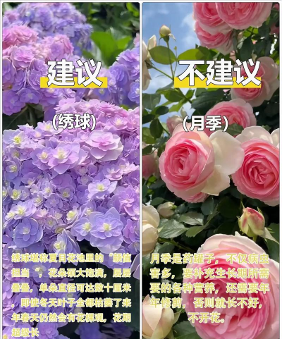 葡萄栽培，掌握关键技术，实现优质丰产