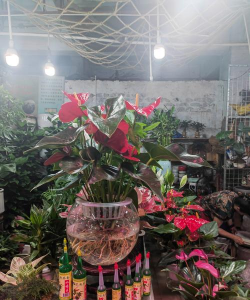 葡萄栽培，掌握关键技术，实现优质丰产