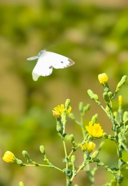 葡萄栽培，掌握关键技术，实现优质丰产