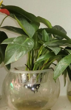 绿化景观设计，提升环境品质，创造宜人空间