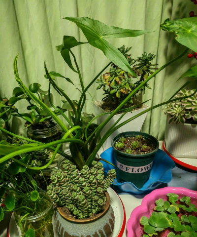 家庭养花用生根粉