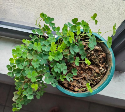 无心养花的日常