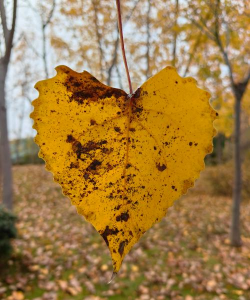 杨树叶养花好吗