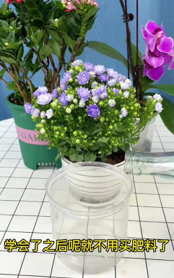 家庭养花用生根粉