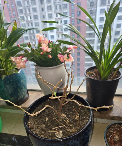 家庭养花用生根粉