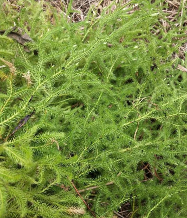 伸筋草当养花植