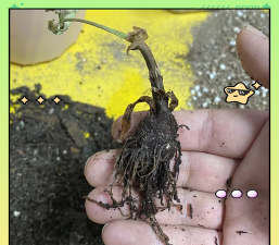 家庭养花用生根粉