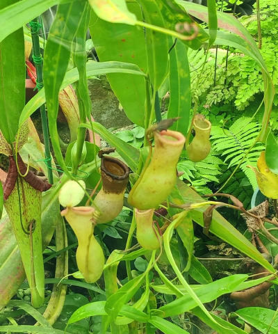 家庭养花用生根粉